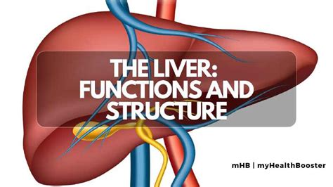 The Liver: Functions and Structure – MyHealthBooster