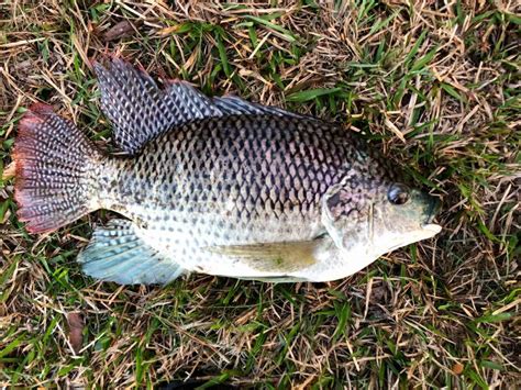 Tilapia, Blue Species.Spotlight | www.roughfish.com