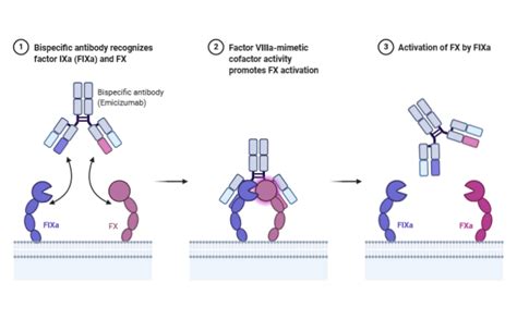 Emicizumab Mechanism of Action | BioRender Science Templates