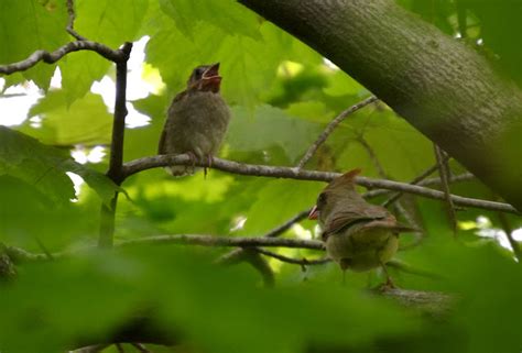 Woods Walks and Wildlife: Baby Cardinal