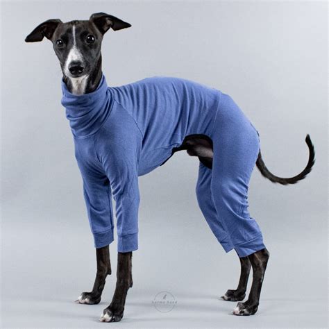 Grey Italian Greyhound Jumper Flint | lupon.gov.ph