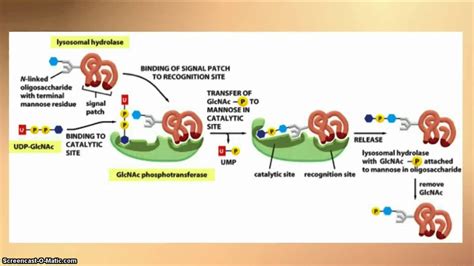 I-Cell Disease - YouTube