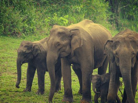 Top 10 Wildlife Sanctuaries In Kerala To Visit In 2024 – Iris Holidays