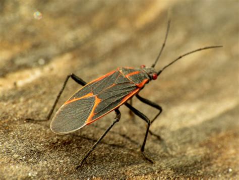 Bug Identification Guide to Common Insects (With Photos) - Owlcation