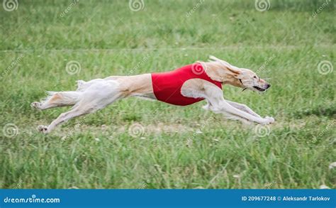 Saluki in Red Shirt Running in the Field on Lure Coursing Competition ...