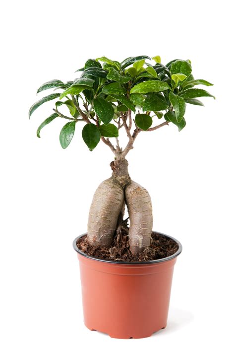 How To Grow A Ginseng Ficus Bonsai - Grow A Bonsai Tree | Ficus bonsai tree, Ficus ginseng ...