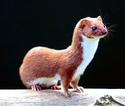 Least weasel - Wikipedia