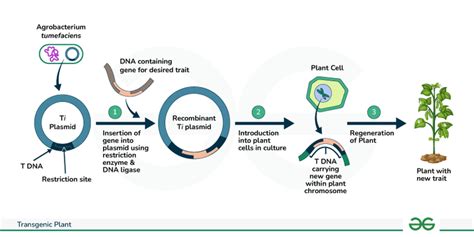 Transgenic Plants: Definition, Methods, & its Examples - GeeksforGeeks