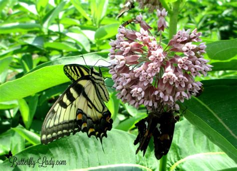 Five Favorite Native Milkweeds for Monarch Butterflies – Butterfly Lady