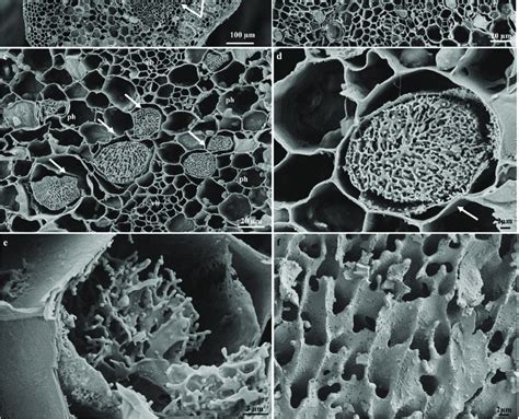 Scanning electron microscopy micrographs showing freeze-fractures of... | Download Scientific ...