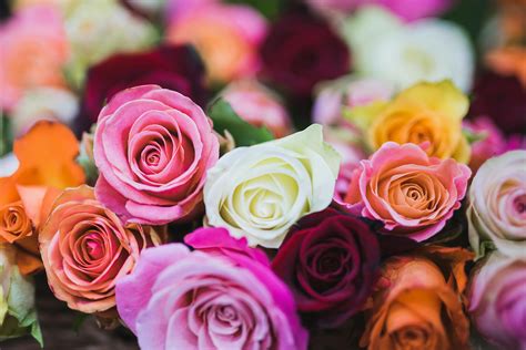 Assorted Color of Rose Flowers · Free Stock Photo