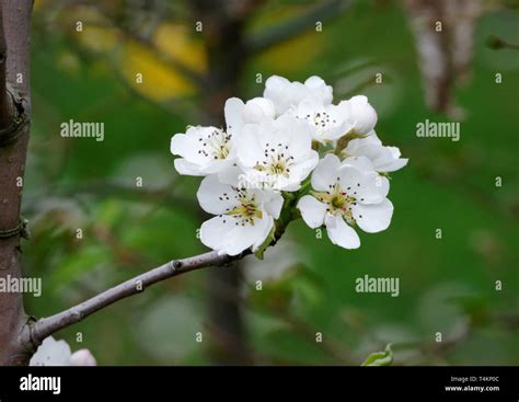 white flowers of pear tree in a garden Stock Photo - Alamy