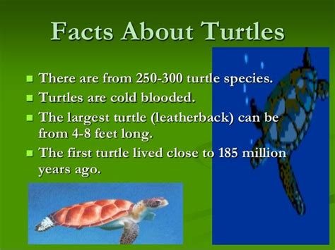 Pin by Money&Dream Life | Animals&Nat on Animal Facts&Info | Turtle ...