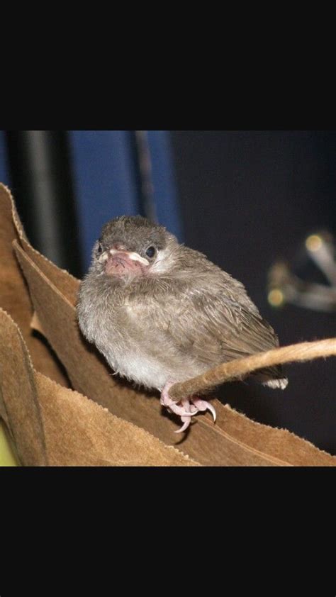 Baby white eared bulbul ♡ Bulbul, Cute Babies, Bird, Animals, White, Animales, Animaux, Birds ...