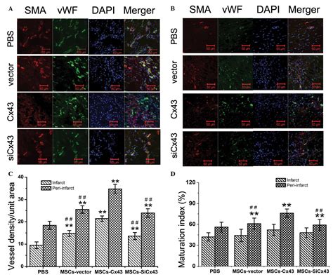 Cx43 in mesenchymal stem cells promotes angiogenesis of the infarcted heart independent of gap ...