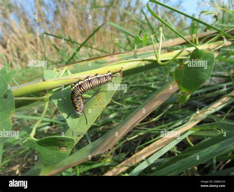 Caterpillar of Danaus chrysippus eating on a plant Stock Photo - Alamy