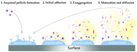 The process of biofilm formation in the oral cavity is divided into... | Download Scientific Diagram