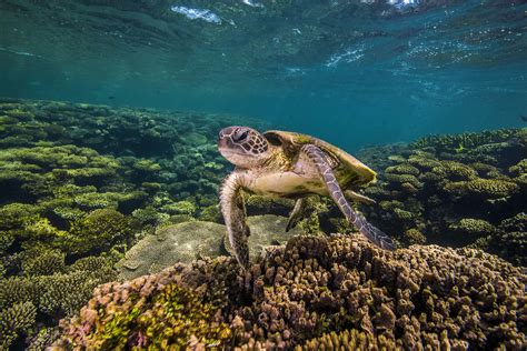 The best diving and snorkeling in Australia - Lonely Planet