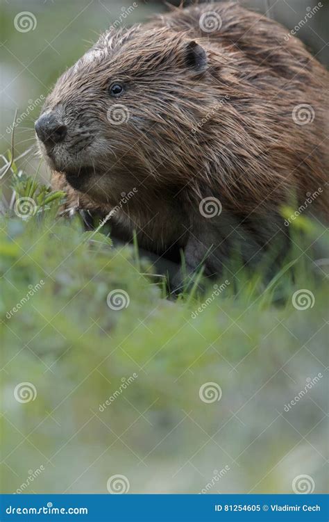 Beaver Teeth Stock Images - Download 1,203 Royalty Free Photos - Page 6