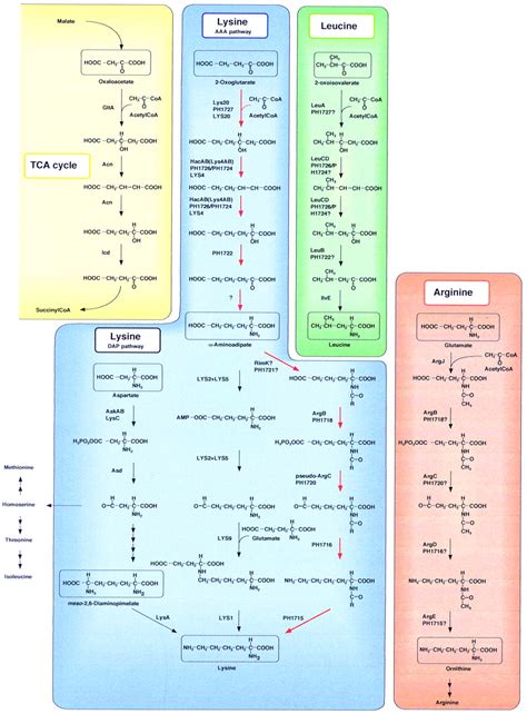 A Prokaryotic Gene Cluster Involved in Synthesis of Lysine through the Amino Adipate Pathway: A ...