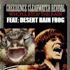 Desert Rain Frog - Imgflip