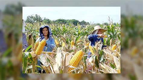 What Month Do Farmers Harvest Corn - Farmer Foto Collections