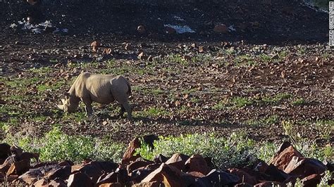 Namibia's black rhino: In search of elusive creature | CNN Travel