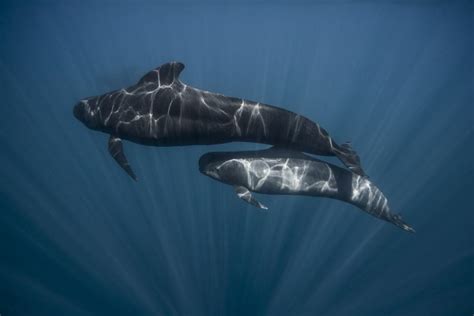 Orca Pods Are Adopting Pilot Whales and No One Knows Why