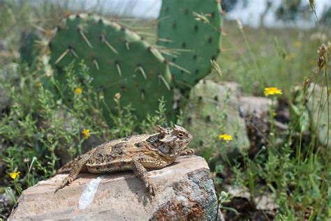 Texas Horned Lizard (Phrynosoma cornutum) | Habitat shot sho… | Flickr