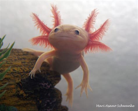 axolotl | Axolotl, Weird looking animals, Axolotl cute