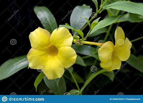 Allamanda Cathartica Hendersonii , the Golden Trumpet Vine Stock Photo - Image of climbing, leaf ...