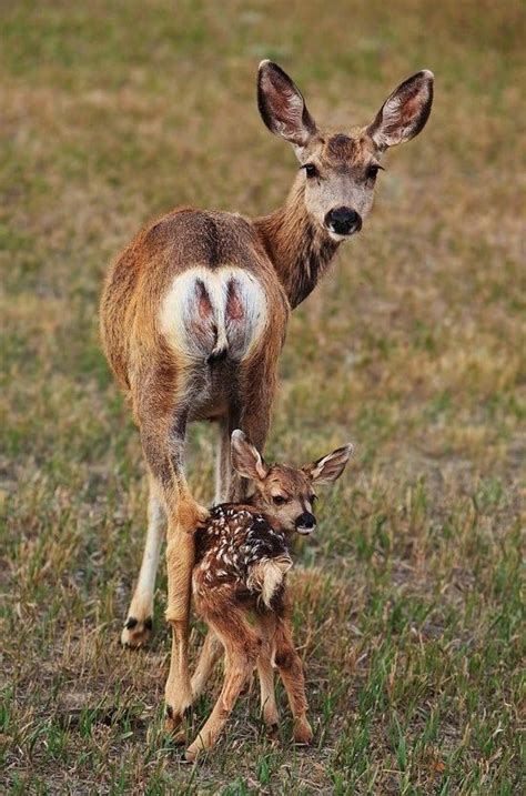 Female #Deer called #Does give birth to one to three #Fawns at a time. #Gatlinburg # ...