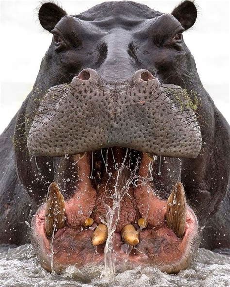 Travel Page Showcasing Africa on Instagram: “#22 - Fact about Hippos ...