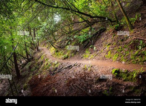 Hiking Trail, Marin County, California Stock Photo - Alamy