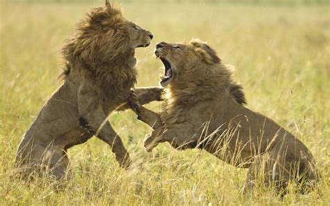 Top 94+ imagen pelea de leones en africa - Abzlocal.mx