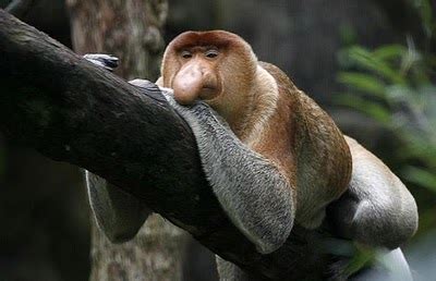 Funny Proboscis Monkey Photos | Funny Animals