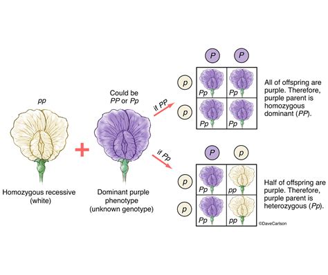 Genetics - Gregor Mendel's Test Cross | Carlson Stock Art