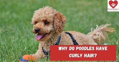 Why do Poodles Have Curly Hair? Things You Need to Know About The Hair ...