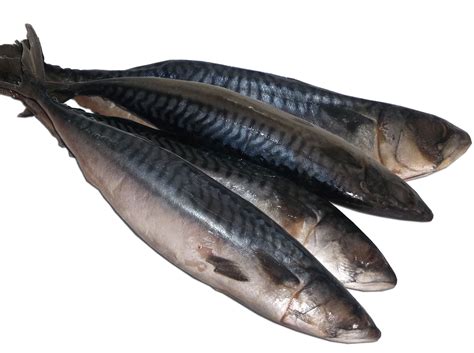 Titus (Mackerel) Fish 2 Kg - Atlantic Shrimpers Limited