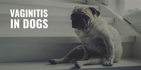 Vaginitis in Dogs – Definition, Symptoms, Prevention, Treatment & FAQs