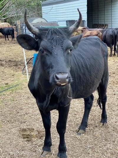 Breeder Preserves Rare Dairy Cattle | Dairy Farming News & Information ...