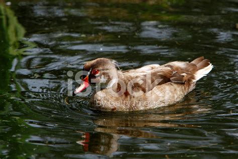 Drake Wood Duck In Plumage Stock Photo | Royalty-Free | FreeImages