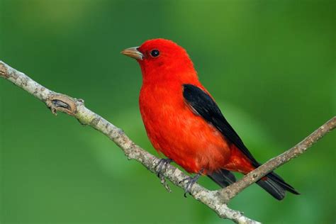 World Beautiful Birds : Red Tanagers Birds | Interesting Facts & Latest Photos