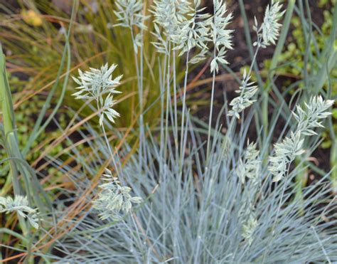 Festuca glauca - Contemporary - Garden - London - by Bright Green ...