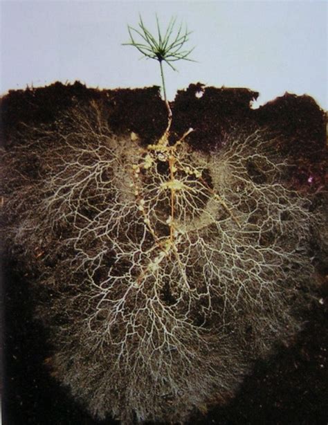 Pin by David Bwire on Roots | Plants, Garden soil, Soil