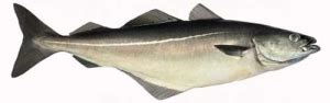 Saithe – Fish From Norway