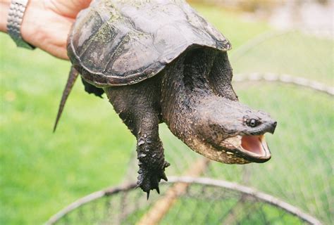 The Turtles of the High Country | N.C. Cooperative Extension