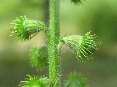 Agrimony Herb - Uses, Side Effects and Benefits | Medicinal herbs ...