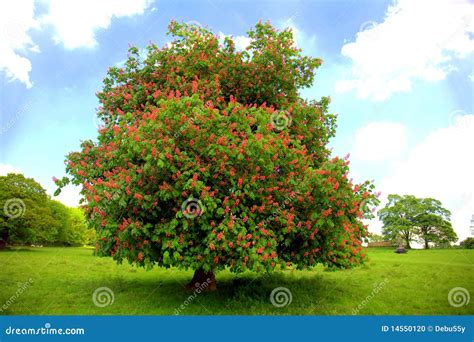 Old chestnut tree stock photo. Image of cloud, abundance - 14550120