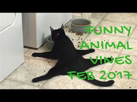 Funny Animal Vines Compilation Feb 2017 - YouTube